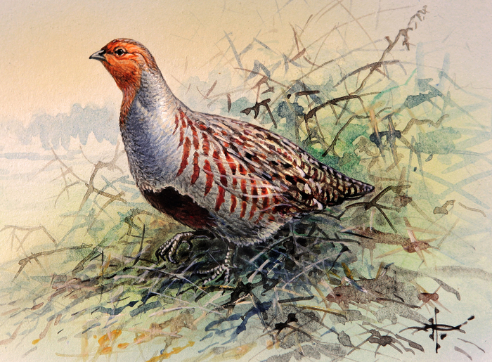 Серая куропатка...