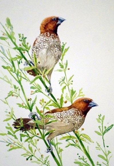 Чашуйчатогрудые амадины