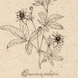 САБЕЛЬНИК  (иллюстрация для упаковки)