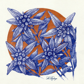 Leontopodium kurilense