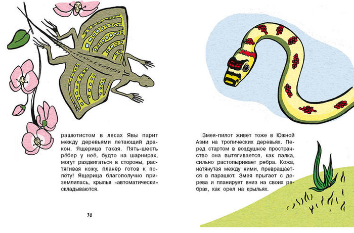 Кто без крыльев живет_20