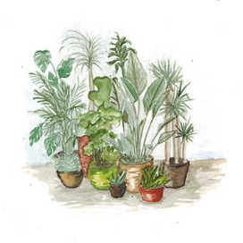 Indoor plants