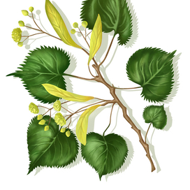 Растение ледникового периода. Липа