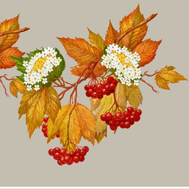 Калина красная