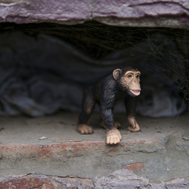 Среда обитания