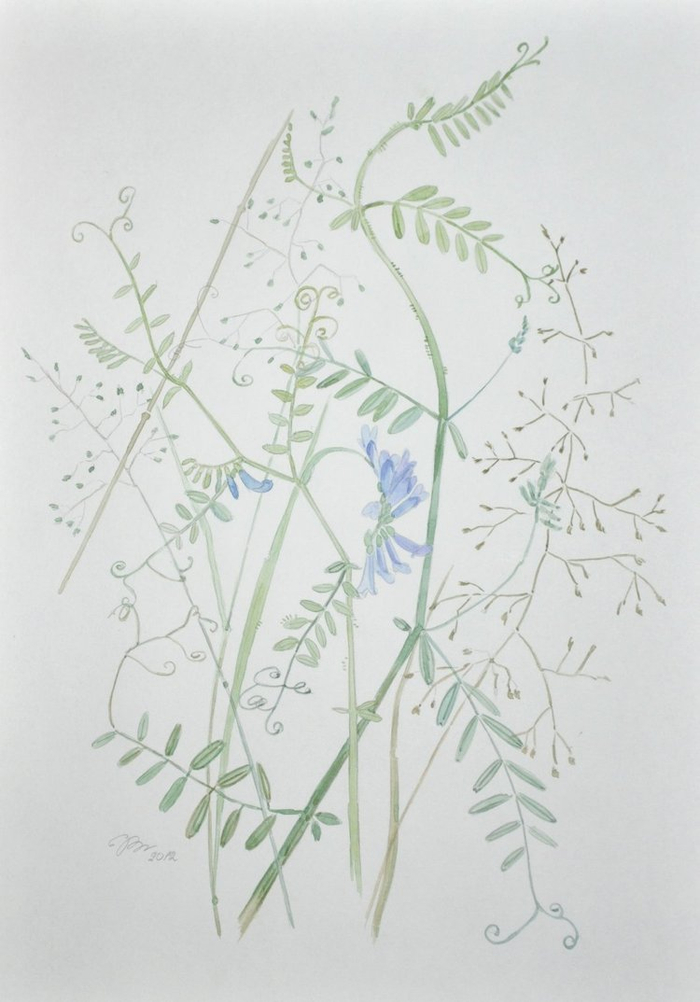 Из серии "Травы". Мышиный горошек.