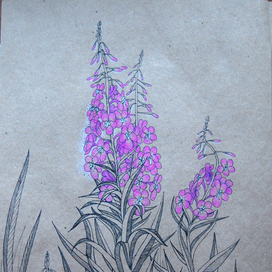 Лесные травы