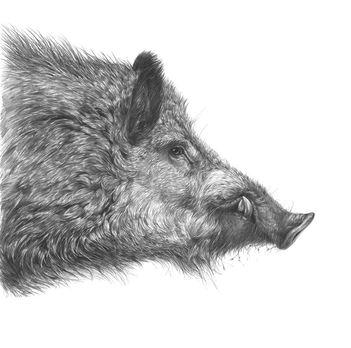 Кабан в зимнем