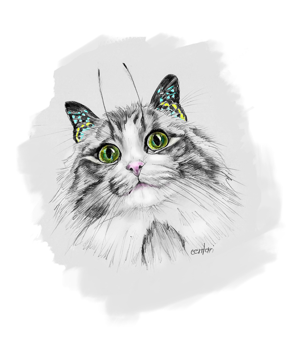 котобабочка