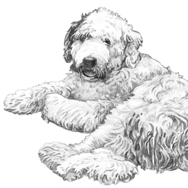 Рисунки к выставке собак