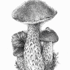 Подосиновик