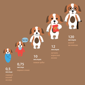 Инфографика "Как выбрать щенка"