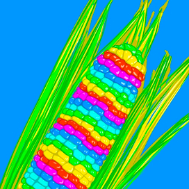 Corn