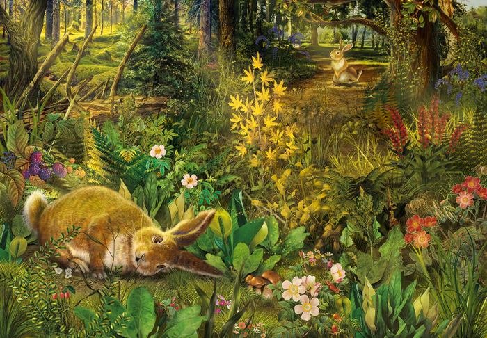 рваное ушко