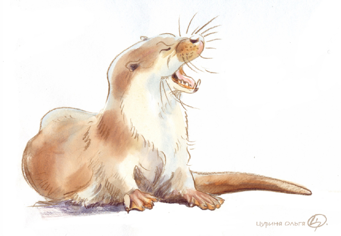 Выдра 