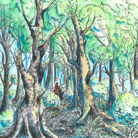 Прогулка в лесу