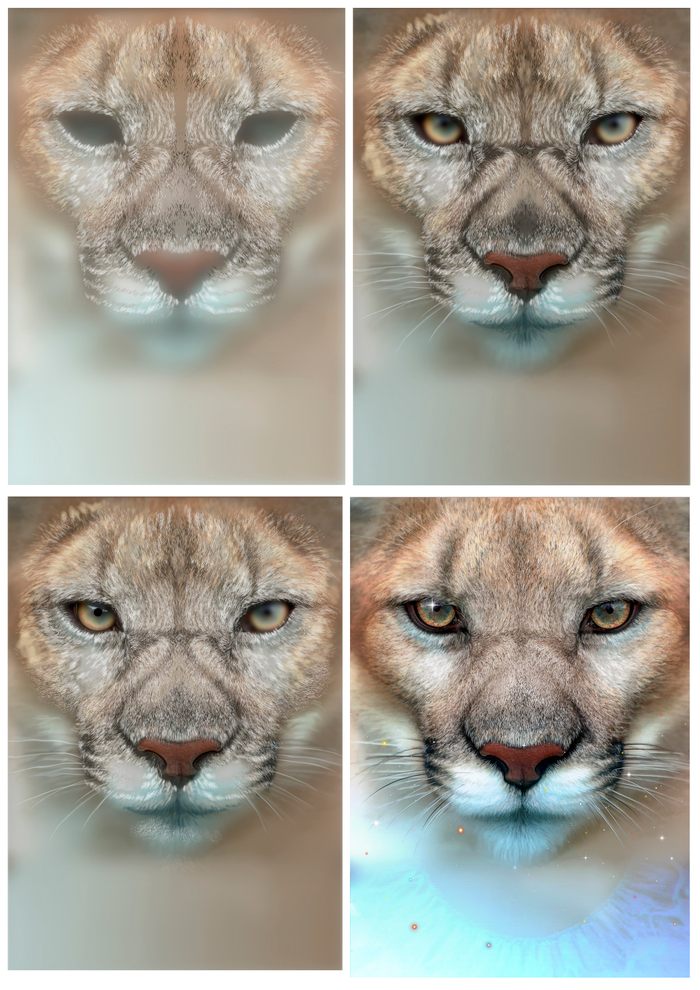 Этапы рисунка обложки