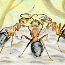 Совет муравьев