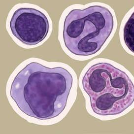 Кровяные тельца