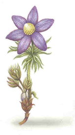 Техническая иллюстрация "Medical Magazine" Pulsatilla herb