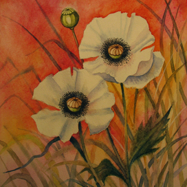 Эскиз к открытке. Маки