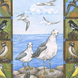 Почему чайки белые