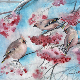 Кажется, я наелся - свиристели на рябине