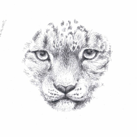 СНЕЖНЫЙ БАРС