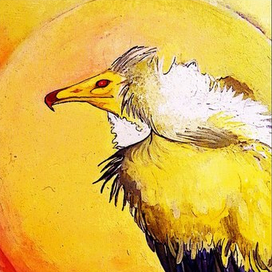 Neophron percnopterus