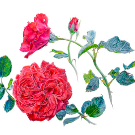 Красные розы, ботаническая иллюстрация, выполнена акварелью и переведена в JPEG file с растушёвкой краёв, изолирована на белом фоне.