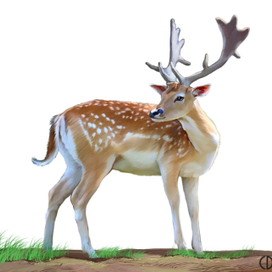 Иллюстрация для книги Брема «Жизнь животных» «Олень»