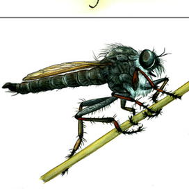 Букашки-таракашки (для "Красной книги России")