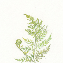 Папоротник