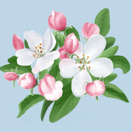 Цветы яблони