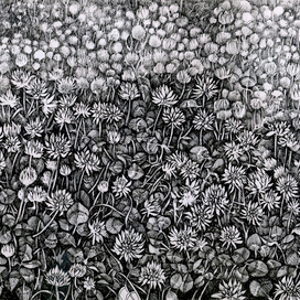 белый клевер