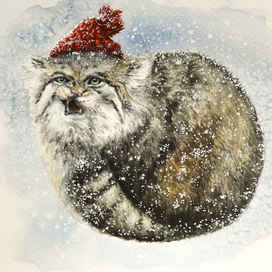 Сердитый манул в красной шапке