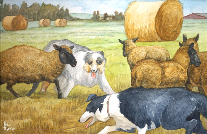 Пастушьи овчарки