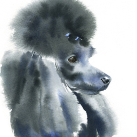 Черный пудель