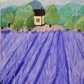 Лавандовые поля