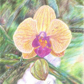 "Цветок и бутон орхидеи".