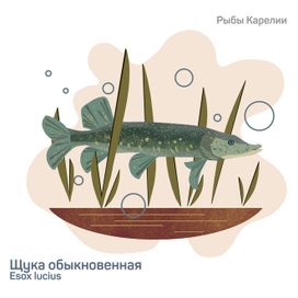 Серия "Рыбы Карелии"
