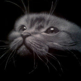 Кошка в темноте