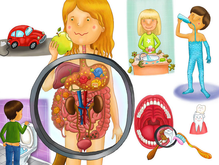 пищеварительная система