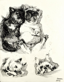 Скетч: французского бульдога 