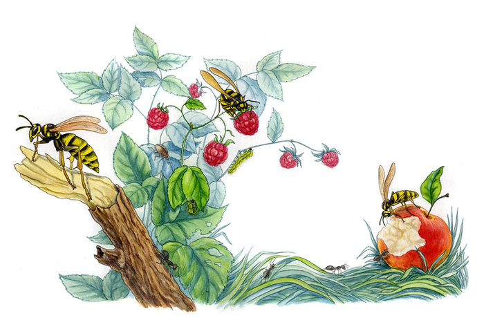 Полосатые разбойники