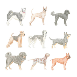 Редкие породы собак