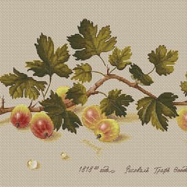 Крыжовник по рисунку графа Ф. Толстого