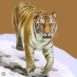 Иллюстрация для книги Брема «Жизнь животных» «Тигр»