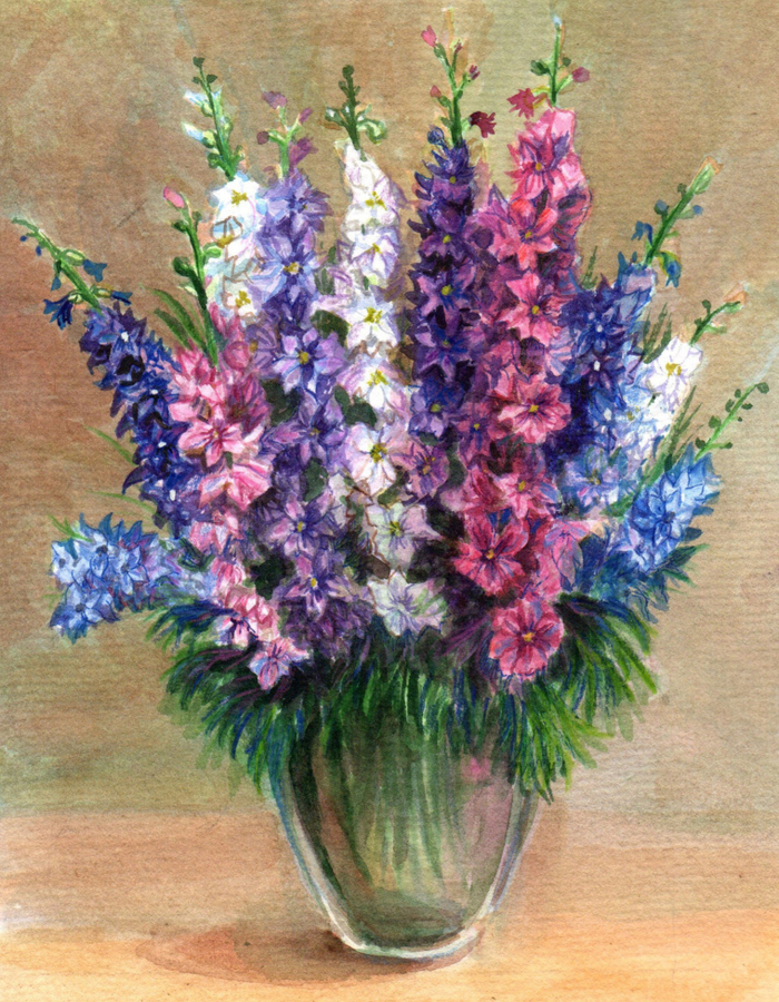 Разноцветный дельфиниум 