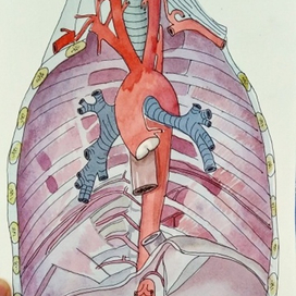 Аорта / Aorta